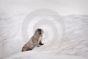 Yellow-bellied Marmot surfacing from it`s burrow in the snow Mount Rainier National Park