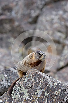 Yellow-bellied marmot in yellowstone