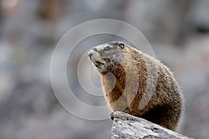 Yellow bellied marmot in yellowstone