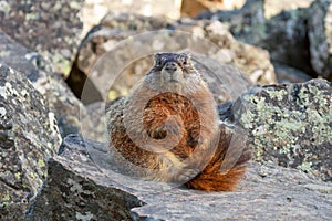 Yellow-bellied Marmot in Yellowstone National Park