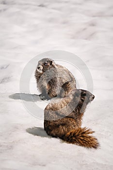 Yellow-bellied Marmots surfacing from their burrow in the snow Mount Rainier National Park