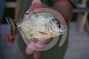 Yellow Bellied Piranha