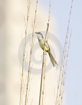 A yellow bellied prinia