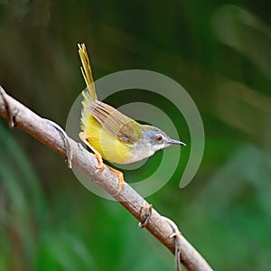 Yellow-bellied Prinia