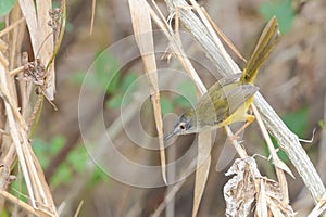 Yellow-bellied Prinia (Prinia flaviventris)