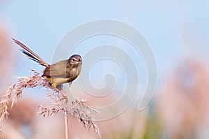 The yellow-bellied prinia (Prinia flaviventris) on Miscanthus, bird, nature, animal