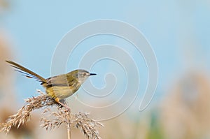 The yellow-bellied prinia (Prinia flaviventris) on Miscanthus, bird, nature, animal