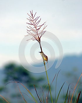 The yellow-bellied prinia (Prinia flaviventris) is a species commonly found in the meadow with