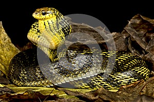 Yellow-bellied puffing snake (Pseustes sulphureus) photo