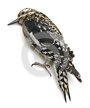 Yellow-Bellied Sapsucker