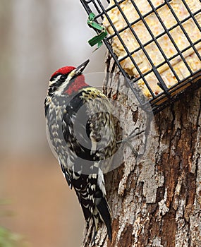 Yellow-bellied Sapsucker