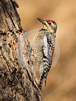 Yellow-bellied Sapsucker