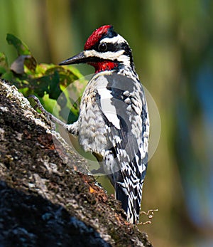 Yellow bellied sapsucker
