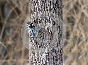 Yellow-bellied Sapsucker and drilled holes