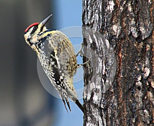 Yellow-bellied Sapsucker L