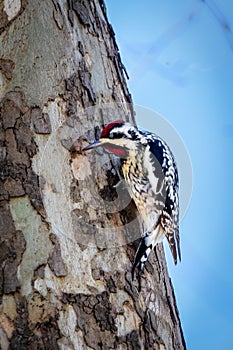 Yellow-bellied Sapsucker pecking at the tree trunk