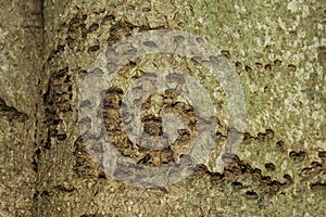 Yellow-bellied Sapsucker Tree Damage