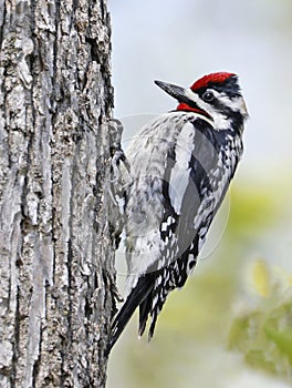 Yellow-bellied Sapsucker on a tree trunk into the forest