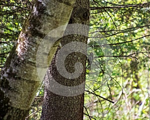 Yellow-bellied Sapsucker Woodpecker perched on the side of an evergreen tree in the forest of the Northwoods