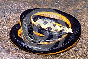 Yellow-bellied Sea Snake