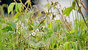 Yellow-bellied seedeater in a field