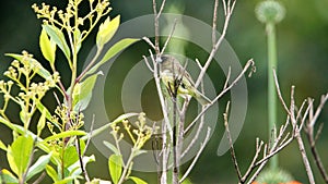 Yellow-bellied seedeater in a field