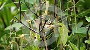 Yellow-bellied seedeater in a field