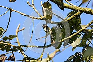 Yellow-bellied seedeater perched in a tree against blue sky, Manizales, Colombia