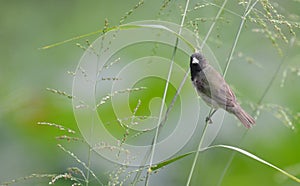 Yellow-bellied Seedeater Sporophila nigricollis