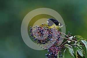 Yellow-bellied Siskin - Carduelis xanthogastra sitting on tree with violet berries in tropical mountain rain forest in Costa Rica, photo