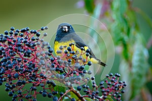 Yellow-bellied Siskin, Carduelis xanthogastra, tropical yellow and black bird eating blue fruit in the nature habitat, Savegre, fe