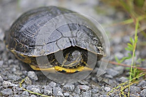 Yellow-Bellied Slider