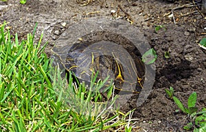 Yellow-bellied slider