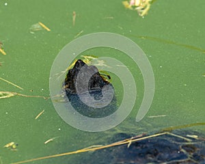 Yellow-bellied Slider, aka Terrapin Trachemys scripta nose having a quick breather