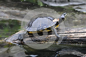 Yellow Bellied Slider Basking