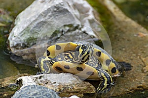 Yellow-bellied slider, land and water turtle, sunbathing in pond