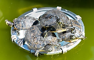 The yellow bellied slider turtle