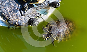 The yellow bellied slider turtle