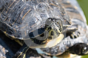 The yellow bellied slider turtle