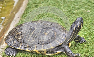 Yellow Bellied Slider Turtle