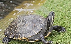 Yellow Bellied Slider Turtle