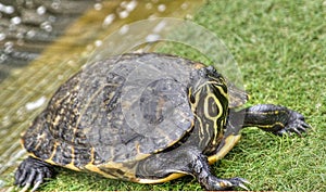 Yellow Bellied Slider Turtle