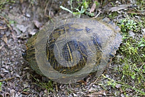 Yellow Bellied Slider Turtle - Alabama USA