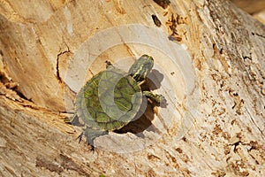 Yellow Bellied Slider Turtle - Alabama USA