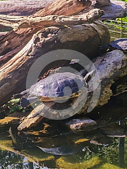 Yellow-bellied slider. A turtle basking in the sun. Buenos Aires, Argentina.