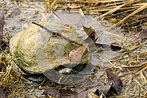 Yellow Bellied Slider Turtle Covered in Swam Slime - Alabama USA