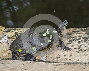 Yellow-bellied slider turtle at the edge of a pond in the Fort Worth Botanic Garden.