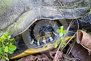 Yellow Bellied Slider Turtle Face Shot Closeup - Alabama USA