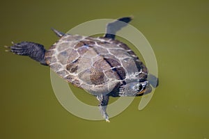 Yellow-bellied slider turtle. Reptile and reptiles. Amphibian and Amphibians. Tropical fauna. Wildlife and zoology