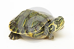 The yellow-bellied slider turtle (Trachemys scripta scripta) isolated on white background